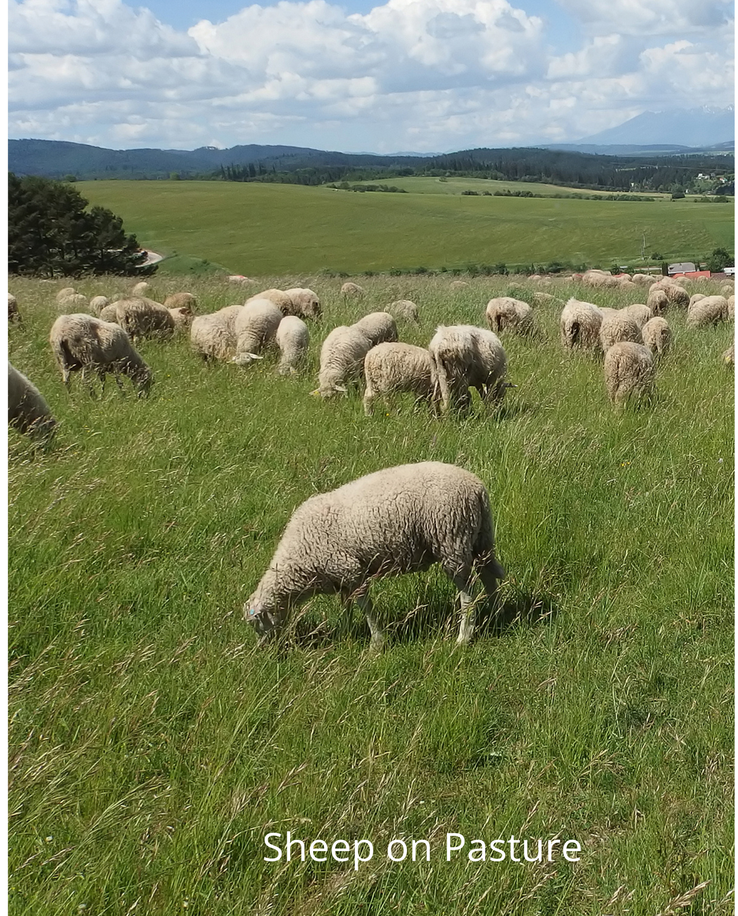 Deposit for Lamb Ready Jan. 30, 2027. Traditional or Halal.