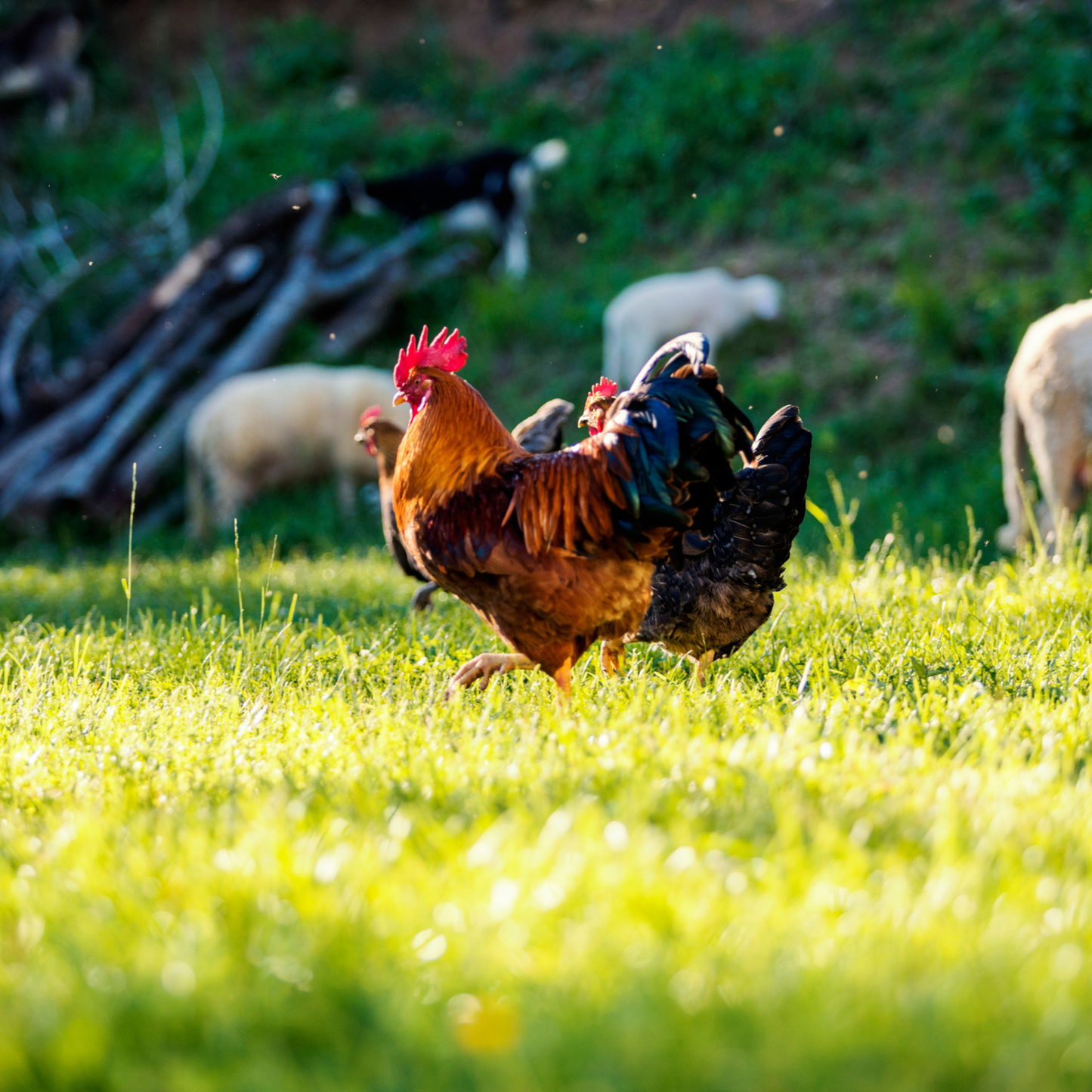 Whole Chicken, Bundle of 3. Raised Outside on Pasture, Ready July 17-18, 2026. Order by Deposit.