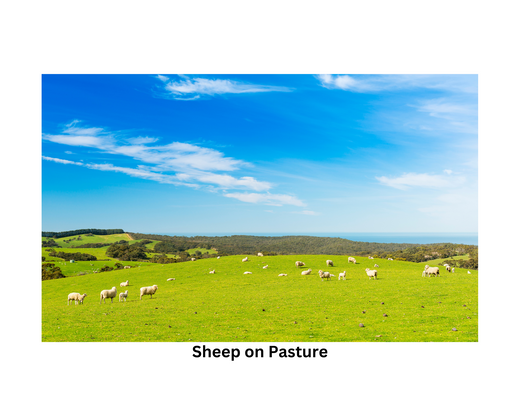 A Picture with the upper two thirds as bright blue sky with cirrus clouds scattered, over green, lightly treed rolling hills.  White fluffy sheep are visible in the distance.  The picture is titled Sheep on Pasture. 