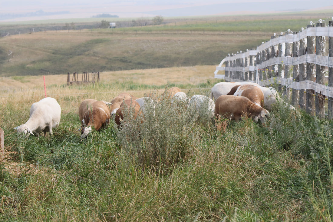 Sheep Grazing into a Warm Fall and Early Winter, Protected by their Livestock Guardian Dog
