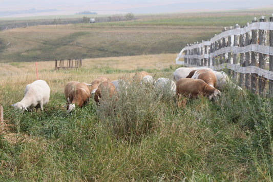 Sheep Grazing into a Warm Fall and Early Winter, Protected by their Livestock Guardian Dog