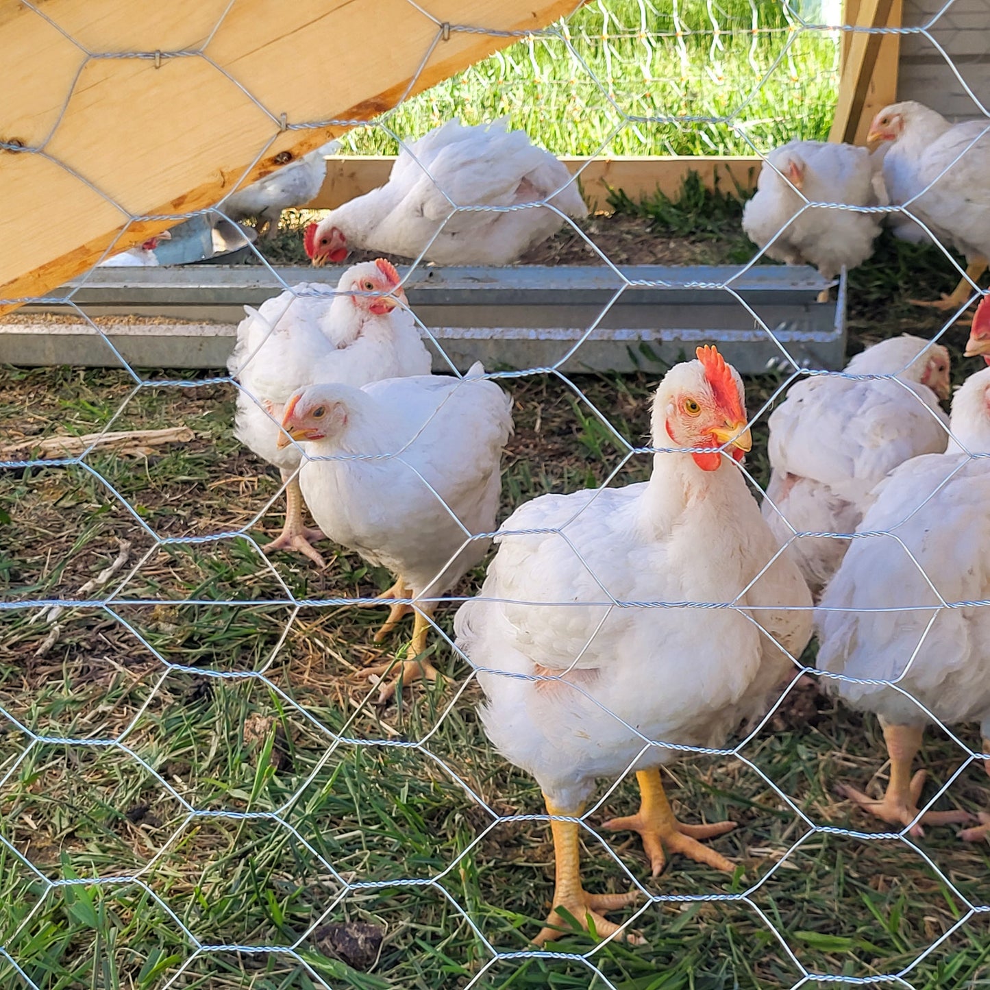 Pasture-Raised Whole Chickens (5-Pack) – 2027 Reservation
