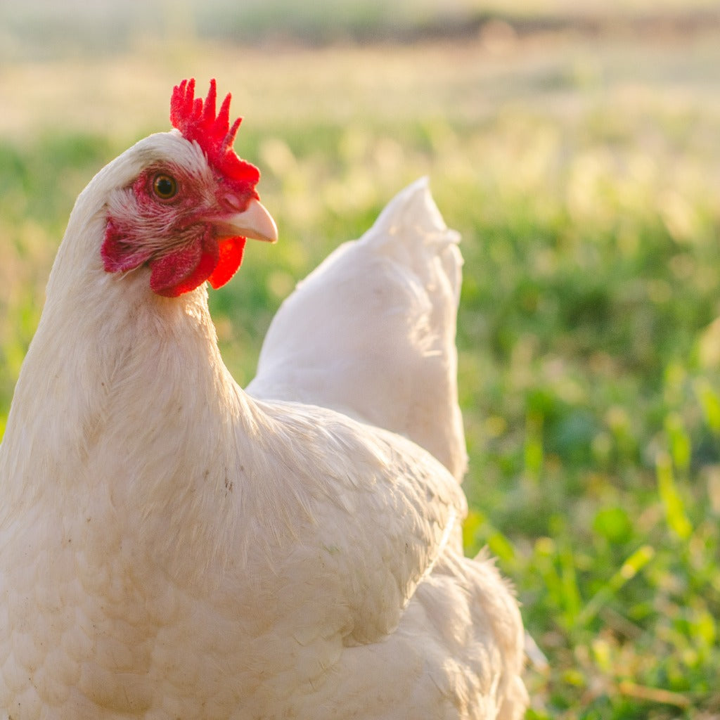 White Chicken on Green Pasture