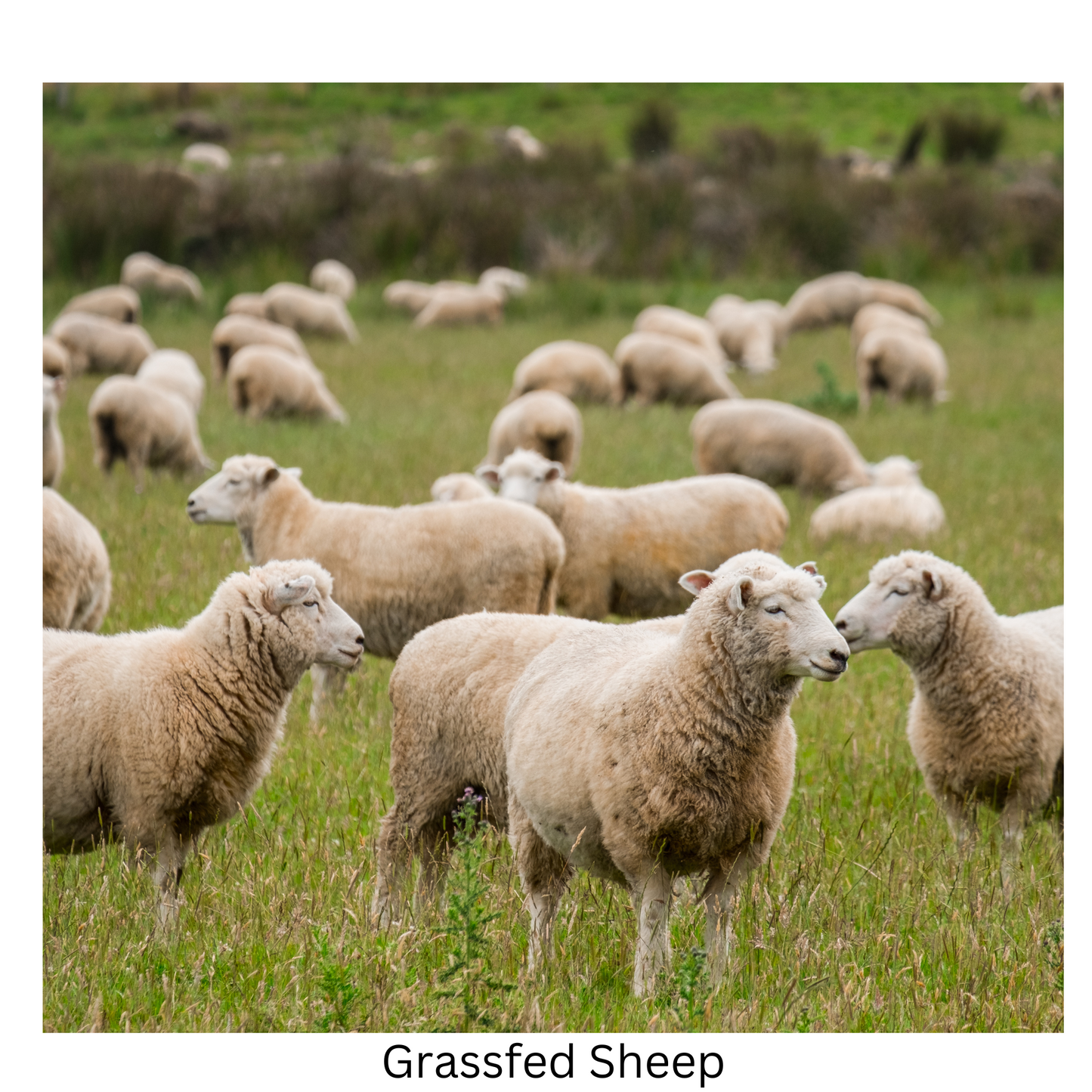 Grassfed & Grass Finished Lamb for Sale near Calgary.  Reserve your Pasture Lamb, and we will Arrange the rest.