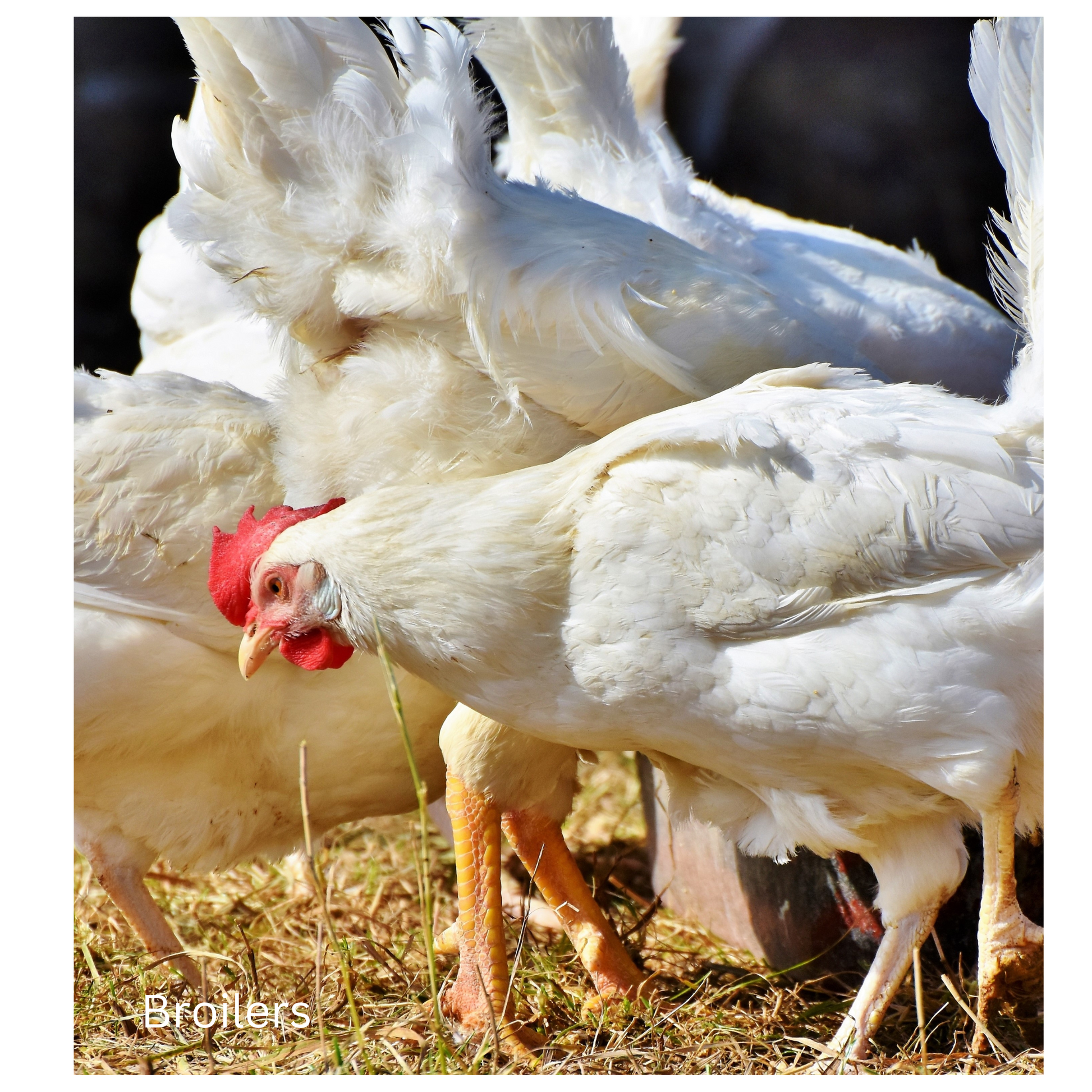 Group of White Chickens on Pasture.